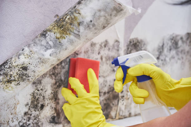 Forensic Mold Investigation in Latham, NY